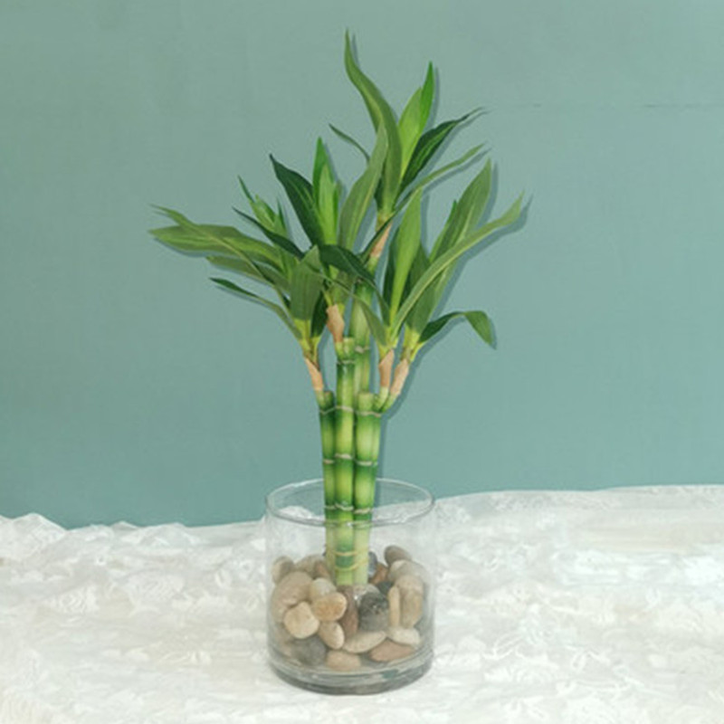 Aquarium Fish Fishing - New 40cm Artificial Lucky Bamboo Succulent