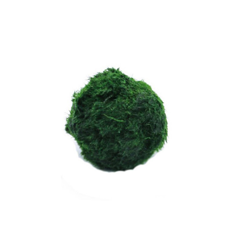 Aquarium Fish Green - Marimo Moss Balls Live Aquarium Plant