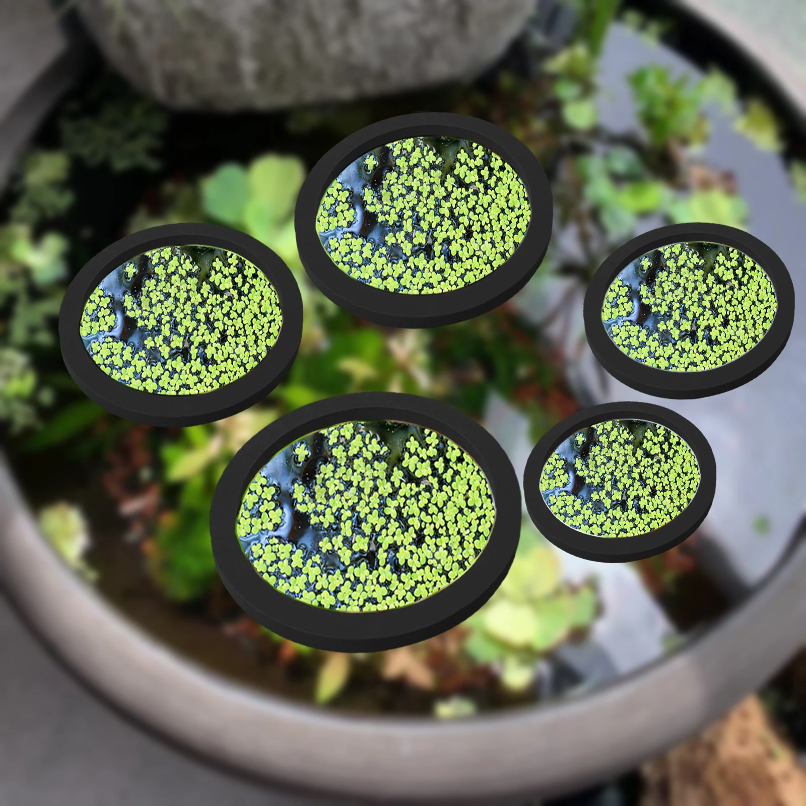 5Pcs EVA Fish Feeding Ring Aqu - Aquarium Fish Breeding 评论和价格