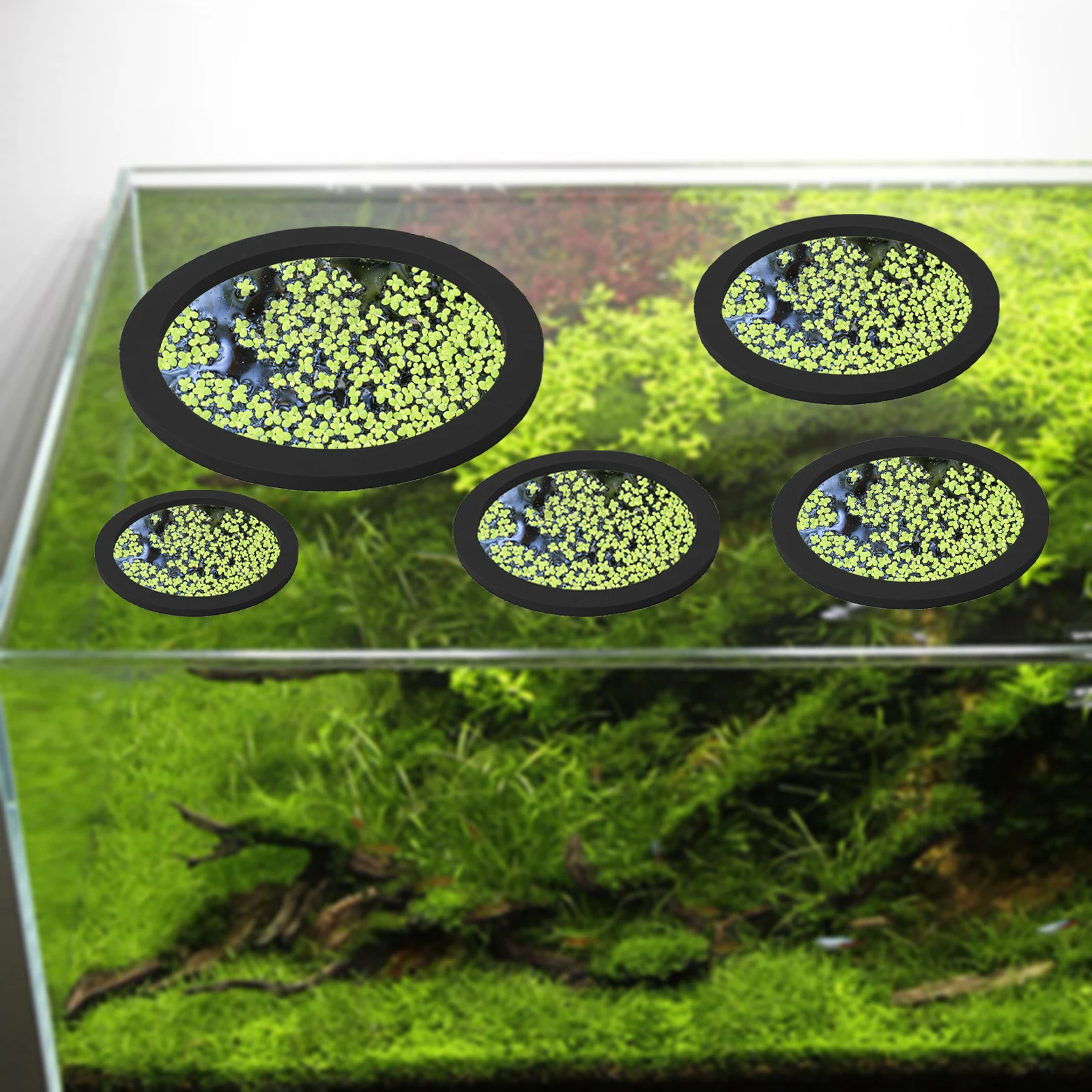 5Pcs EVA Fish Feeding Ring Aqu - Aquarium Fish Breeding 评论和价格