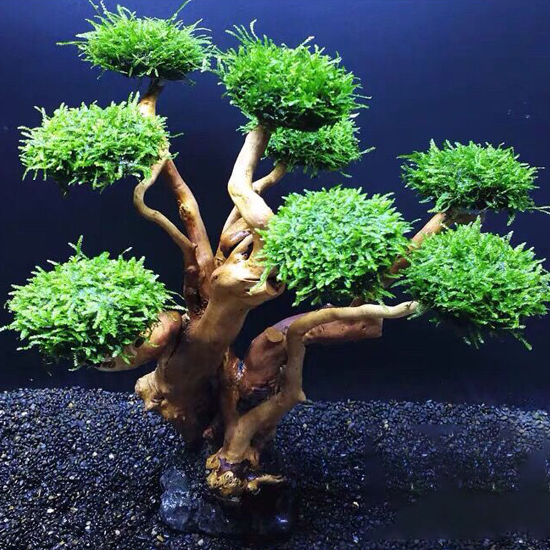 Fish tank greening wood frame  - Aquarium Fish Green 评论和价格