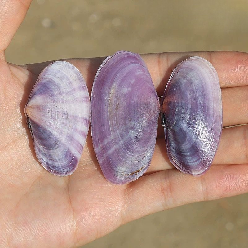 Long Purple Clam Natural Conch - Aquarium Fish Long 评论和价格