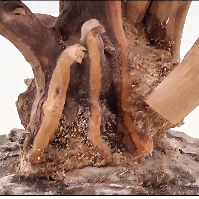 1PC Aquarium Landscaping Wood  - Aquarium Fish Tank Price 评论和价格