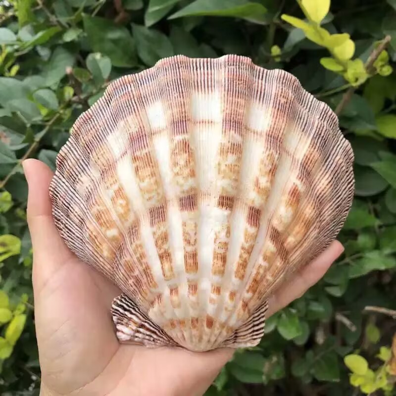 New Natural Queen Scallop Slic - Aquarium Queen Fish 评论和价格