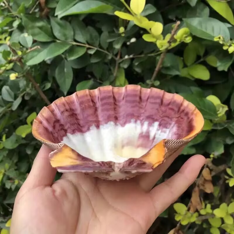 New Natural Queen Scallop Slic - Aquarium Queen Fish 评论和价格