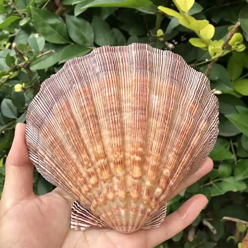 New Natural Queen Scallop Slic - Aquarium Queen Fish 评论和价格