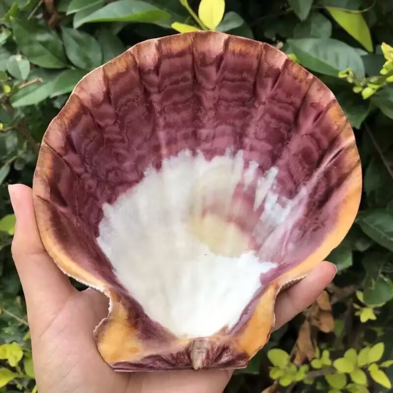 New Natural Queen Scallop Slic - Aquarium Queen Fish 评论和价格